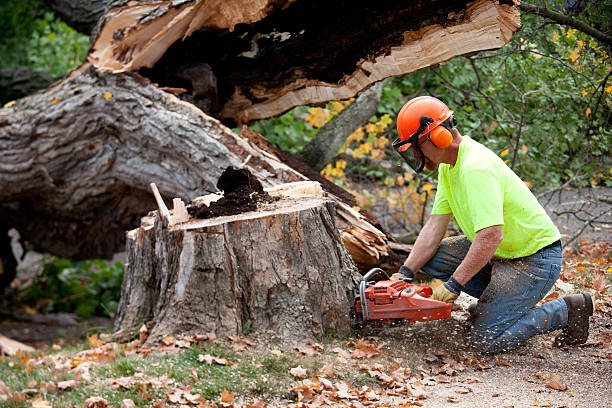 Best Affordable Tree Service  in South Gate Ridge, FL